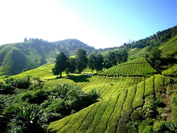 5 Proven Ways Gardening Fights Cancer and Boosts Mental Health